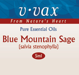 Blue Mountain Sage
