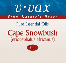 Cape Snowbush